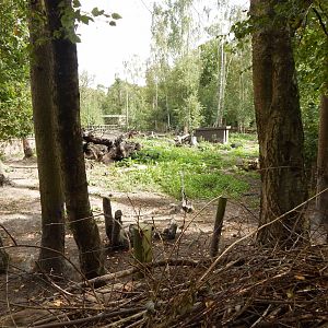 Central European wild boar habitat 030924