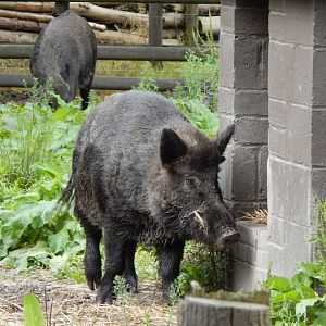 Central European wild boar 030924