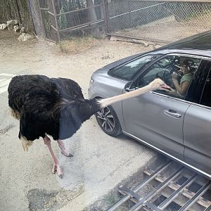 Ostrich tollbooth