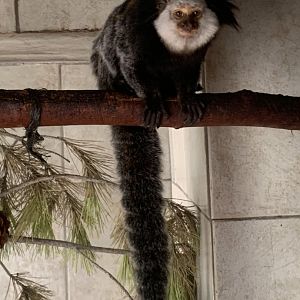 White-headed marmoset