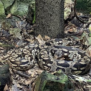 Dumeril's ground boa