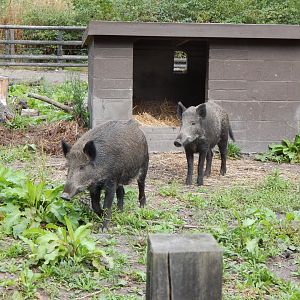 Central European wild boar 030924