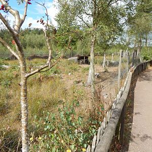 Red-necked wallaby habitat 030924