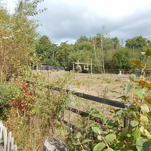 European lowland-bison habitat 030924