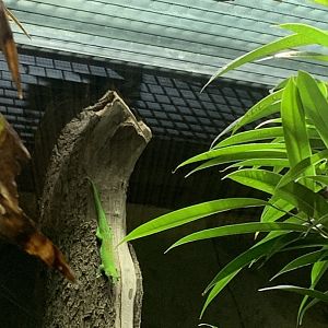 Giant madagascar day geckos