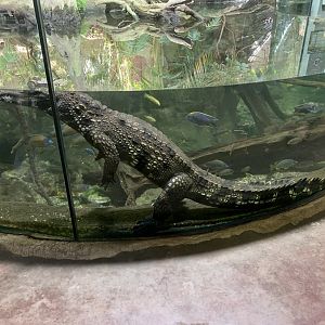 West African slender-snouted crocodile