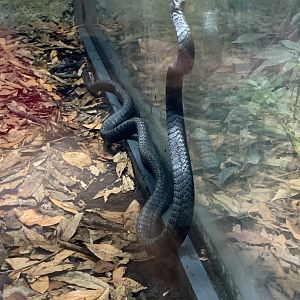 Black tree snake