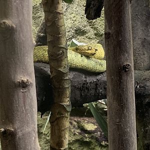 Green bush viper