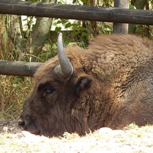 European lowland-bison 030924