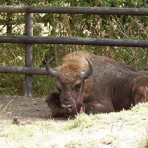 European lowland-bison 030924