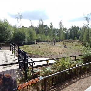 European lowland-bison habitat 030924