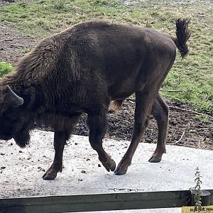 European lowland-bison 030924