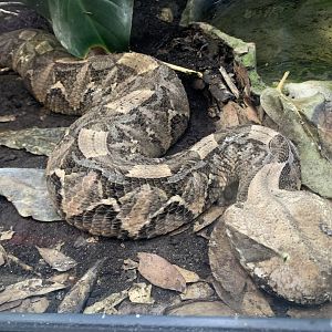 Western gaboon viper
