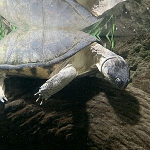 African helmeted turtle