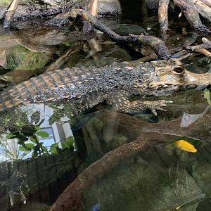 Dwarf crocodile