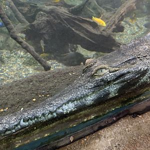 West African slender-snouted crocodile