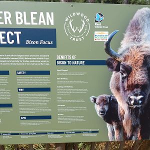European bison - Wilder Blean Project signage 030924