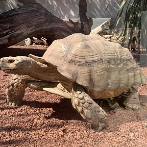 African spurred tortoise