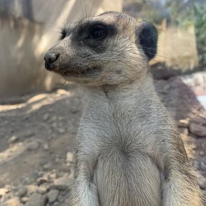 Meerkat