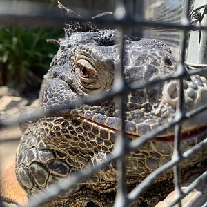Green iguana