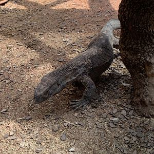 Black-throated monitor