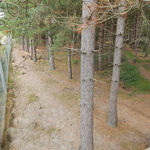 Eurasian elk habitat 030924