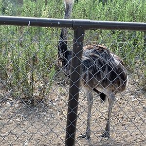 Greater rhea