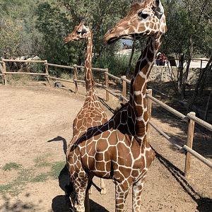 Reticulated giraffes