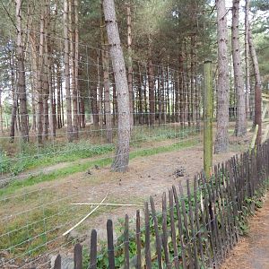 Eurasian elk habitat 030924