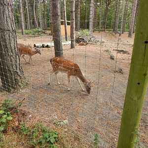 Scottish red deer and Fallow deer habitat 030924