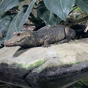 Dwarf crocodile