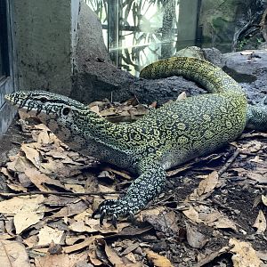 Nile monitor