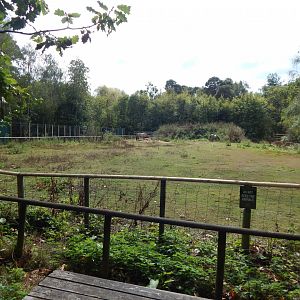 Konik horse habitat 030924