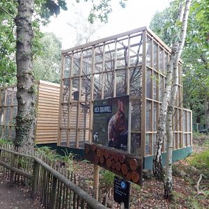 British red squirrel habitat 030924