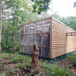 British red squirrel habitat 030924