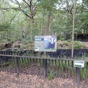 European badger habitat 030924