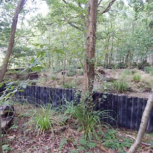 European badger habitat 030924