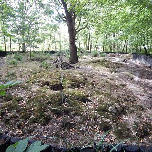 European badger habitat 030924