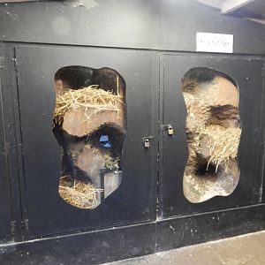 European badger habitat 030924