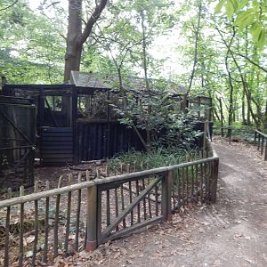 European polecat habitat 030924