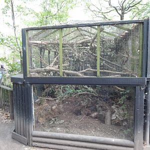 European polecat habitat 030924