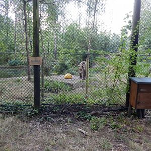 European brown bear habitat 030924
