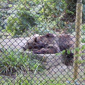 European brown bear 030924