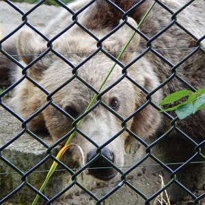 European brown bear 030924