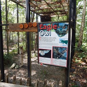 European eagle-owl aviary 030924