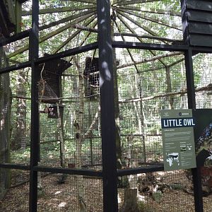 Little owl aviary 030924