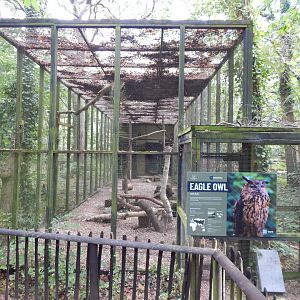 European eagle-owl aviary 030924