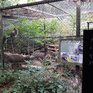 Scottish wildcat habitat 030924