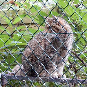 Scottish wildcat 030924