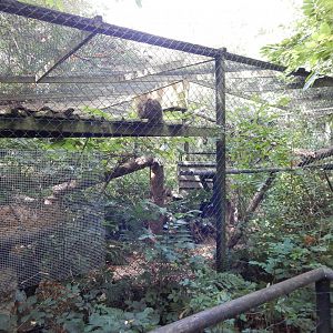 Scottish wildcat habitat 030924